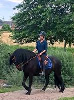 Verzorgpaarden aangeboden, Dieren en Toebehoren, Merrie, Gechipt, Zadelmak, 11 jaar of ouder