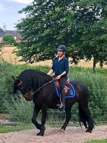 Verzorgpaarden aangeboden beschikbaar voor biedingen