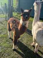 Alpaca hengst, Dieren en Toebehoren