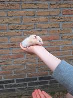Jong goudhamster mannetje, Hamster