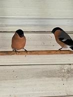 Noorse goudvinkmannen, Mannelijk, Wildzangvogel, Geringd