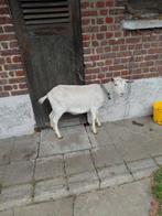 witte geit, Dieren en Toebehoren, Schapen, Geiten en Varkens, Geit