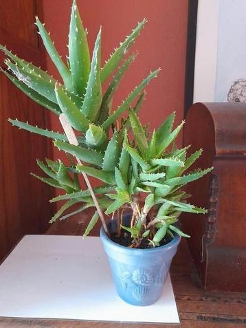 Cactus  plante mère avec nombreuses ramifications  beschikbaar voor biedingen