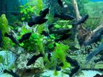 Molly’s molly guppy’s guppen, Dieren en Toebehoren, Vis, Zoetwatervis