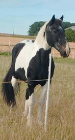 Dringend stalling gezocht voor deze schoonheid., Dieren en Toebehoren, Paarden
