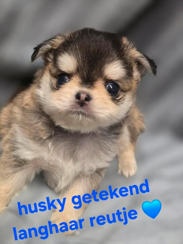 Prachtige langharige en kortharige chihuahua pups., Dieren en Toebehoren, Honden | Chihuahua's en Gezelschapshonden, Meerdere dieren