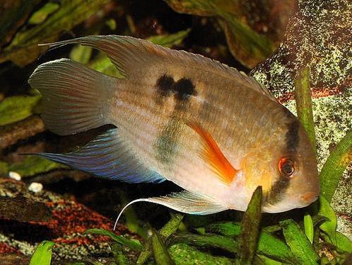 Cleithracara maronii Amérique du Sud , 10 de disponibles, Animaux & Accessoires, Poissons | Poissons d'aquarium, Poisson d'eau douce