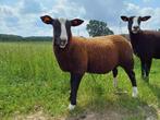 Zwartbles ram lam, Animaux & Accessoires, Moutons, Chèvres & Cochons, Mâle, Mouton, 0 à 2 ans