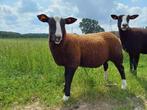 Zwartbles ram lam, Dieren en Toebehoren, Mannelijk, Schaap, 0 tot 2 jaar