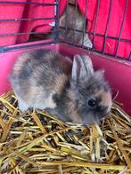 Schattige konijntjes, Dieren en Toebehoren, Konijnen