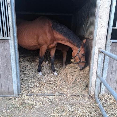 Fokmerrie bwj 2003 Ahorn z (almé) x Ramiro's sohn (ramiro), Animaux & Accessoires, Chevaux, Jument, Z