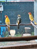 Rosella parkieten