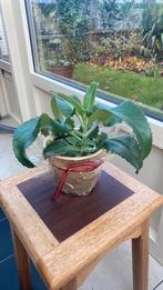 Succulente plant Kalanchoe daigremontiana, Huis en Inrichting, Kamerplanten, Vetplant, Ophalen of Verzenden, In pot, Minder dan 100 cm