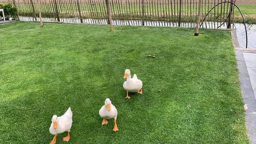 Verse broedeieren van de witte Eend., Dieren en Toebehoren, Overige Dieren, Geslacht onbekend