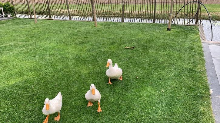 Verse broedeieren van de witte Eend., Dieren en Toebehoren, Overige Dieren, Geslacht onbekend
