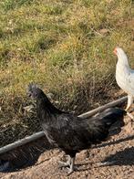 Ayam cemani haan, Dieren en Toebehoren, Pluimvee, Mannelijk, Kip