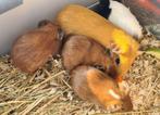 Cavia's, Dieren en Toebehoren, Knaagdieren, Cavia, Meerdere dieren, Tam, September