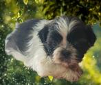 Shihtzu pups, Dieren en Toebehoren, Honden | Chihuahua's en Gezelschapshonden, CDV (hondenziekte), Meerdere, 8 tot 15 weken, Meerdere dieren