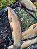 Grote zeelt, dokter van de vijver, vijvervissen, Dieren en Toebehoren, Vissen | Vijvervissen, Overige soorten