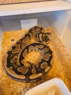 Python regius te koop/ruil, Animaux & Accessoires, Reptiles & Amphibiens