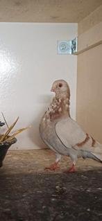 Gezocht Figurita Valencian Doffer, Dieren en Toebehoren