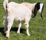 chevreau maltais, Dieren en Toebehoren, Schapen, Geiten en Varkens, Mannelijk