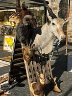 Buiten mooie jacht trofeeën opgezette taxidermie, Antiek en Kunst, Ophalen of Verzenden