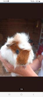 2 cavia zeugjes, Dieren en Toebehoren, Cavia, April, Vrouwelijk, Tam