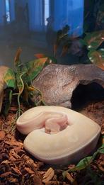 Witte koningspython, Dieren en Toebehoren, Reptielen en Amfibieën, Slang