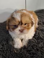 Shih tzu puppy,, Dieren en Toebehoren, Honden | Chihuahua's en Gezelschapshonden, België, CDV (hondenziekte), 8 tot 15 weken, Meerdere