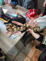 Boa Imperator femelle type VPI, Dieren en Toebehoren, Reptielen en Amfibieën, Slang, 0 tot 2 jaar