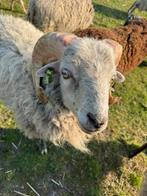 Ouessant Bok witte kleur, Dieren en Toebehoren, Schapen, Geiten en Varkens, Mannelijk, Schaap, 0 tot 2 jaar