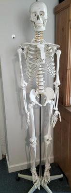 Anatomisch skelet, Divers, Comme neuf, Enlèvement ou Envoi