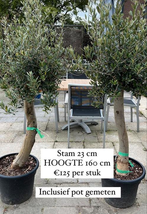 Olijfboom O 23 cm H 160 cm, Jardin & Terrasse, Plantes | Arbres, Olivier, Enlèvement