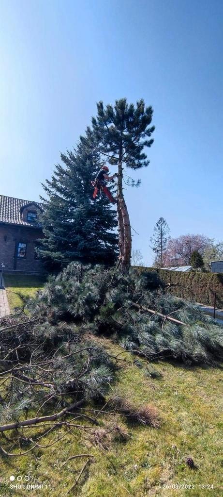 Jardinage, Jardin & Terrasse, Plantes | Arbres, Enlèvement ou Envoi