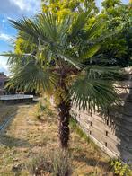 Palmbomen, Tuin en Terras, Bloembollen en Zaden, Ophalen