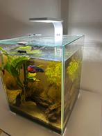 Aquarium 30L avec Betta - Tout équipé, Dieren en Toebehoren, Ophalen, Zo goed als nieuw, Gevuld zoetwateraquarium