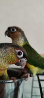 2 tamme Pyrrhura's, Dieren en Toebehoren, Meerdere dieren, Dwergpapegaai of Agapornis, Geringd
