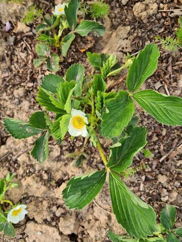 Aardbeiplantjes  beschikbaar voor biedingen