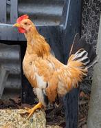 2 serama haantjes, Dieren en Toebehoren, Pluimvee