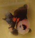 Oranda Tri-color, Dieren en Toebehoren, Vis, Zoetwatervis, Schoolvis