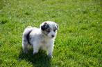 Australische herder puppies geboren op boerderij, Dieren en Toebehoren, België, Particulier, CDV (hondenziekte), 8 tot 15 weken