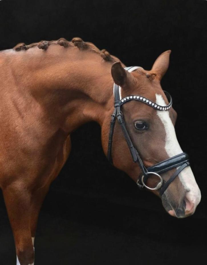Super brave D pony(Deutsche Reitpony), Dieren en Toebehoren, Pony's, Merrie, L, D pony (1.37m tot 1.48m), 3 tot 6 jaar, Met stamboom