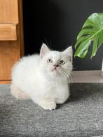 Brits Korthaar kittens met stamboom, Dieren en Toebehoren, Katten en Kittens | Raskatten | Korthaar, Kater, Gechipt, 0 tot 2 jaar
