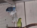 Forpussen  2025, Dieren en Toebehoren, Vogels | Parkieten en Papegaaien