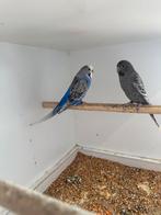 Koppel Melanistic spangle, Dieren en Toebehoren, Vogels | Parkieten en Papegaaien, Meerdere dieren, Parkiet, Geringd