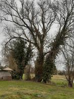 Bois à donner, Jardin & Terrasse, Enlèvement