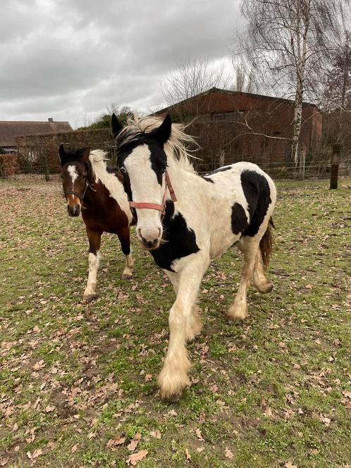 3j pinto en 2j tinker, Animaux & Accessoires, Chevaux, Plusieurs animaux