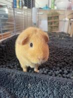 2 teddy cavia’s (zeugjes), Dieren en Toebehoren, Knaagdieren, Vrouwelijk, Cavia