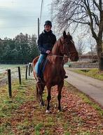 14 jarige draversruin, Dieren en Toebehoren, Ophalen of Verzenden